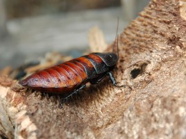Female_Madagascar_hissing_cockroach.JPG