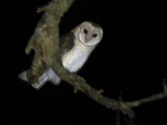 1200501Barn Owl_IMG_8712_2000pxl_0.jpg