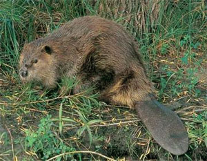 beaver2.jpg