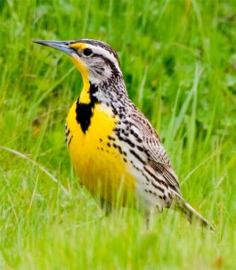 bird-westernmeadowlark-03.jpg