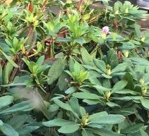 GetAttachmentThumbnail-79