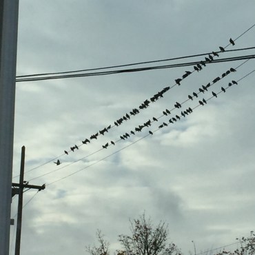 Birds on a wire .jpg