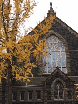 Church yellow leaves .jpg