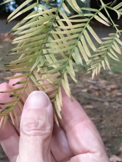 Dawn redwood needles .jpg