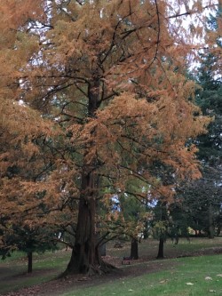 dawn redwood shape.jpg