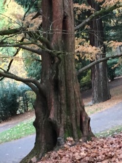 dawn redwood trunk .jpg