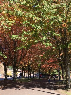 different color leaves.jpg