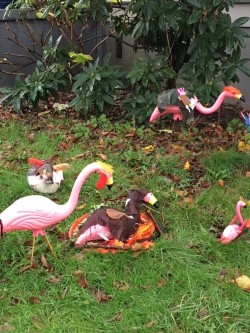 Flamongo thanksgiving .jpg