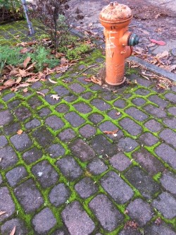 moss between cobbles.jpg