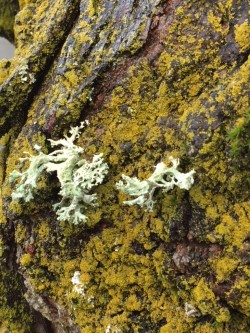 Moss in November .jpg