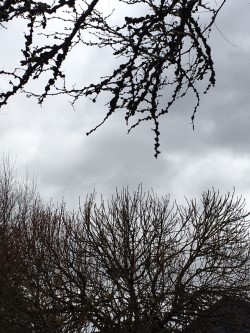 moss on branches .jpg