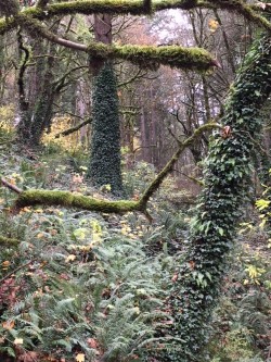 Mossy branches forest park.jpg