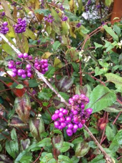 Purple berry seeds .jpg