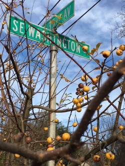 street sign through bare apples.jpg