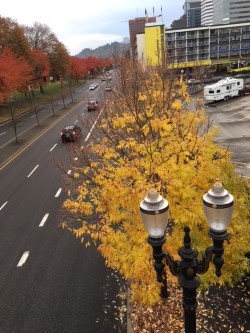 yellow leaves from bridge .jpg
