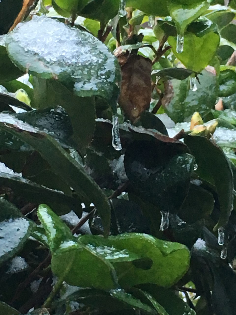 camellia bush ice.jpg