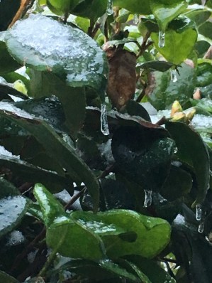 camellia bush ice.jpg