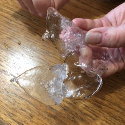 camillia ice shell.jpg