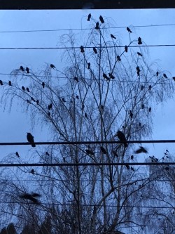 crows 2.jpg