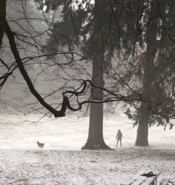 dog in foggy forest.jpg