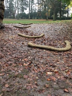 erosopn control .jpg