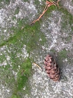 fir cone.jpg