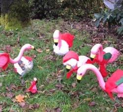 flamingo-nativity.jpg