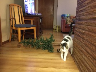 kitten tree down2.jpg