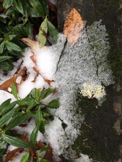 leaf and snow.jpg