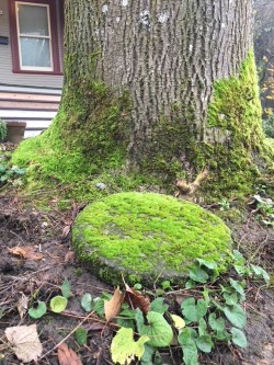 mossy stepping stone.jpg