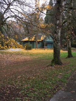 park building yellow leaves .jpg
