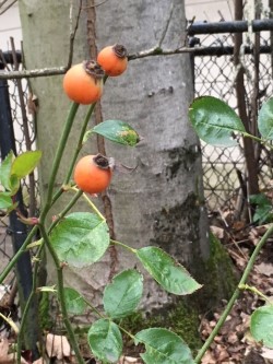 rose hips.jpg