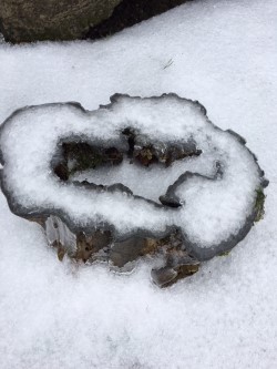 stump ice.jpg