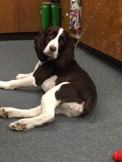 sunnyside library dog winnie .jpg