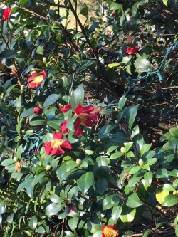 winter camillia .jpg