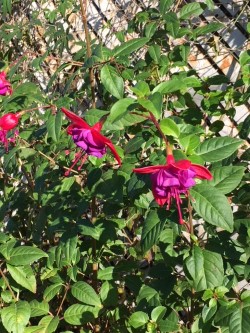 winter fuschia .jpg