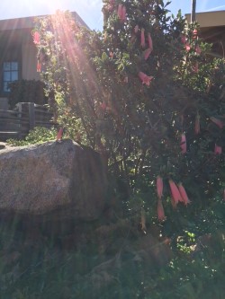 fairy home bush with bells.jpg