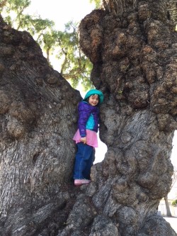 Liza pepper tree.jpg