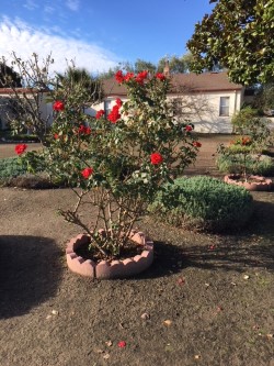 Roses in January.jpg