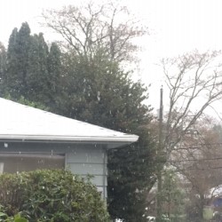 tree before trim.jpg