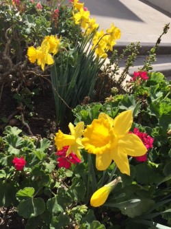 daffodils.jpg.jpg