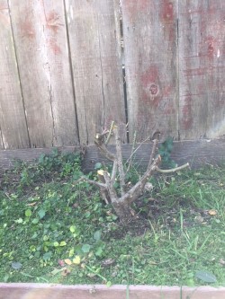 pruned rose bush.jpg.jpg