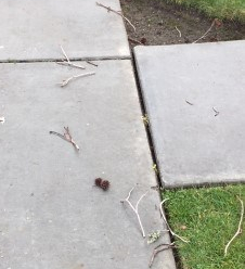 crows twigs on sideak