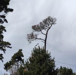 flying crows asilomar.jpg