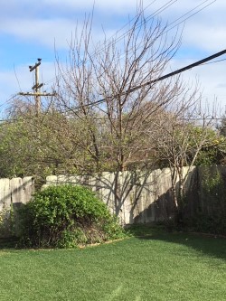 trees with green fuzz.jpg