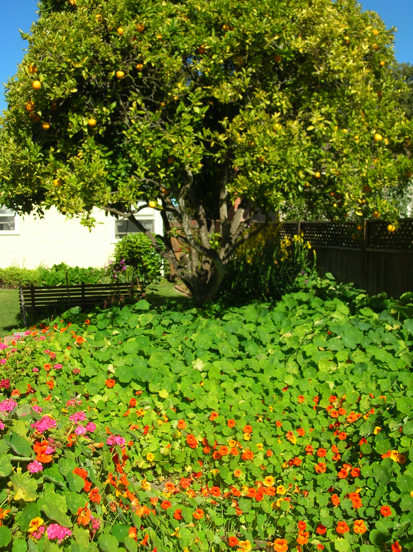 garden tour lompoc 016.jpg