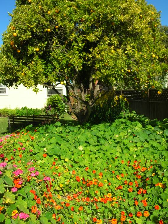 garden tour lompoc 016.jpg