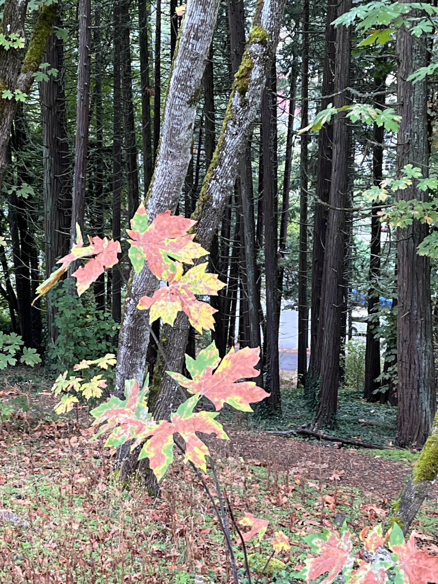 fall colors – Dear Liza