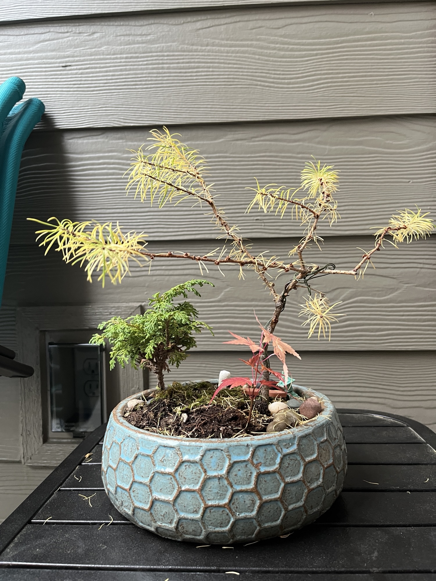 Bonsai in Fall, 2025 – Dear Liza