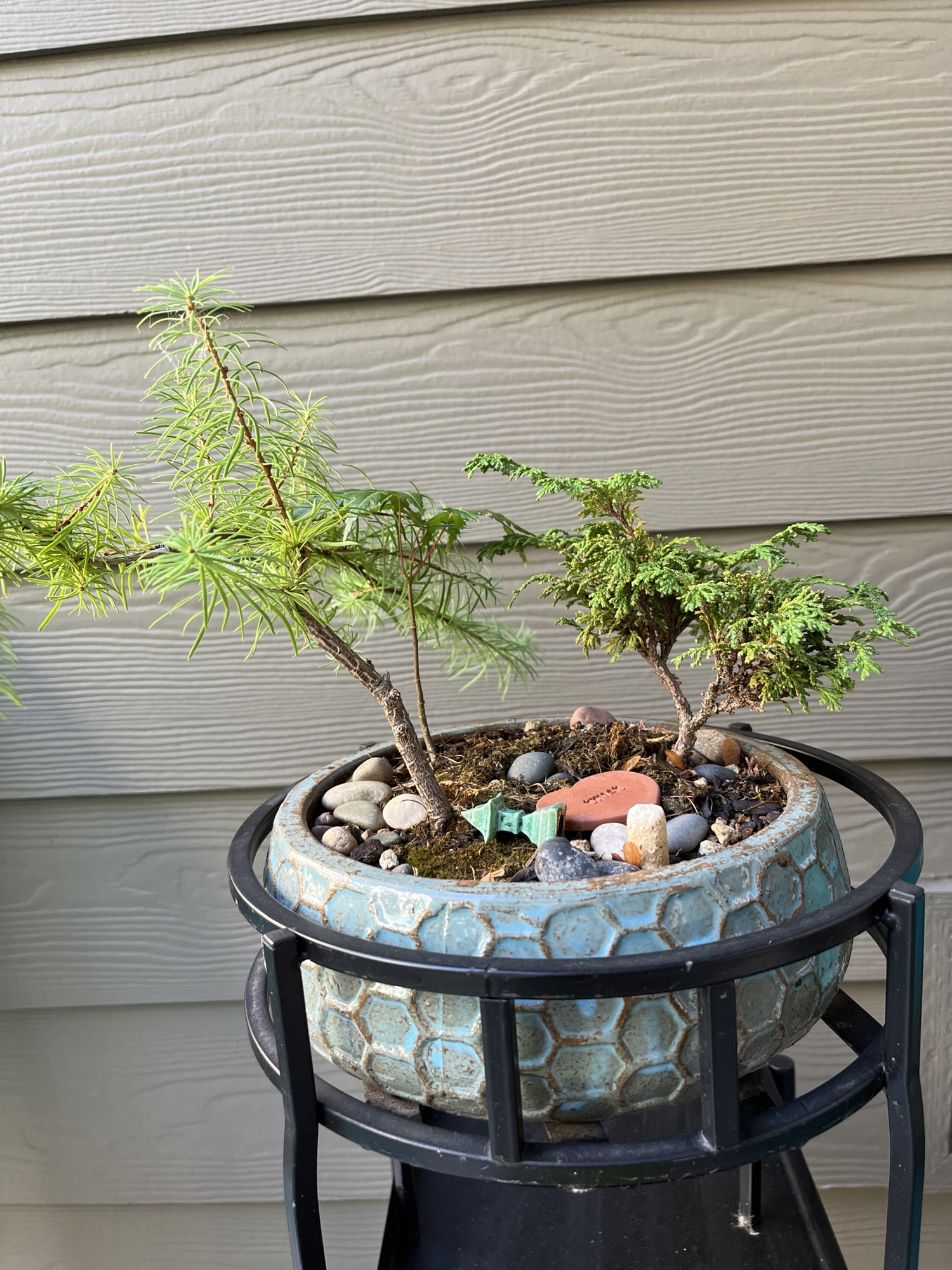 Bonsai in Fall, 2025 – Dear Liza